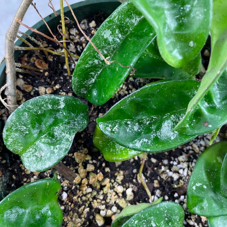 6 Super Splashy Hoya Krinkle 8 Rooted in Hanging Pot / FREE Ship / Exact Plant / CA Seller / Air Purifying / Mind Relaxing / 37450 image 1