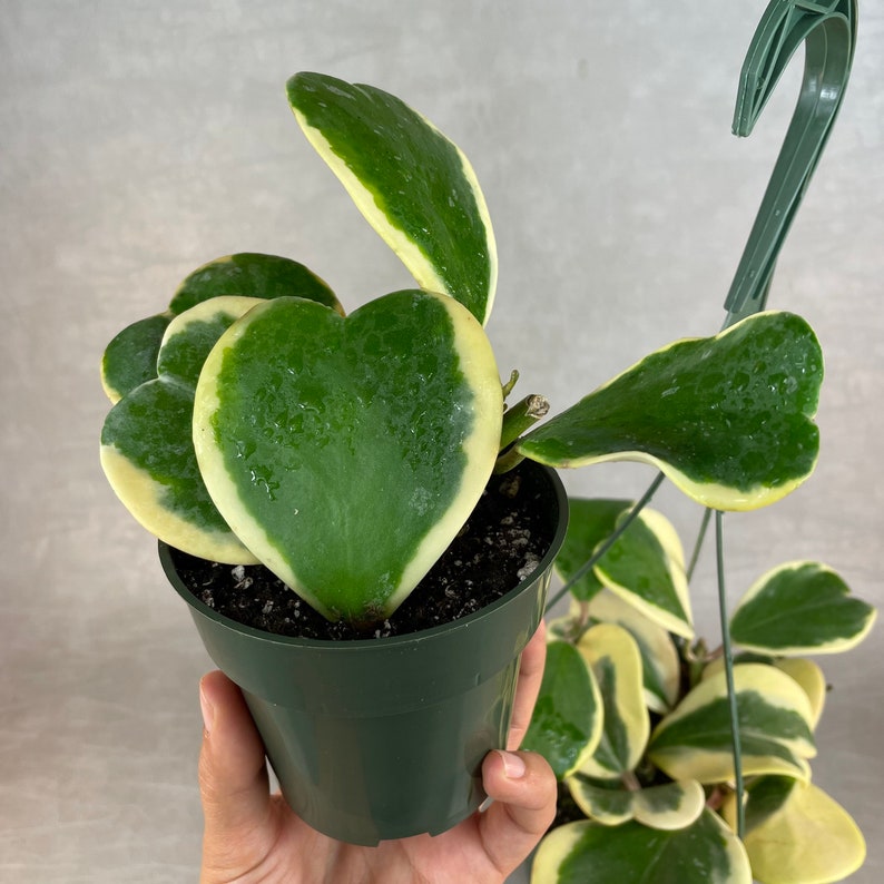 Reverse Variegated Hoya Kerrii - Thumbnail 4