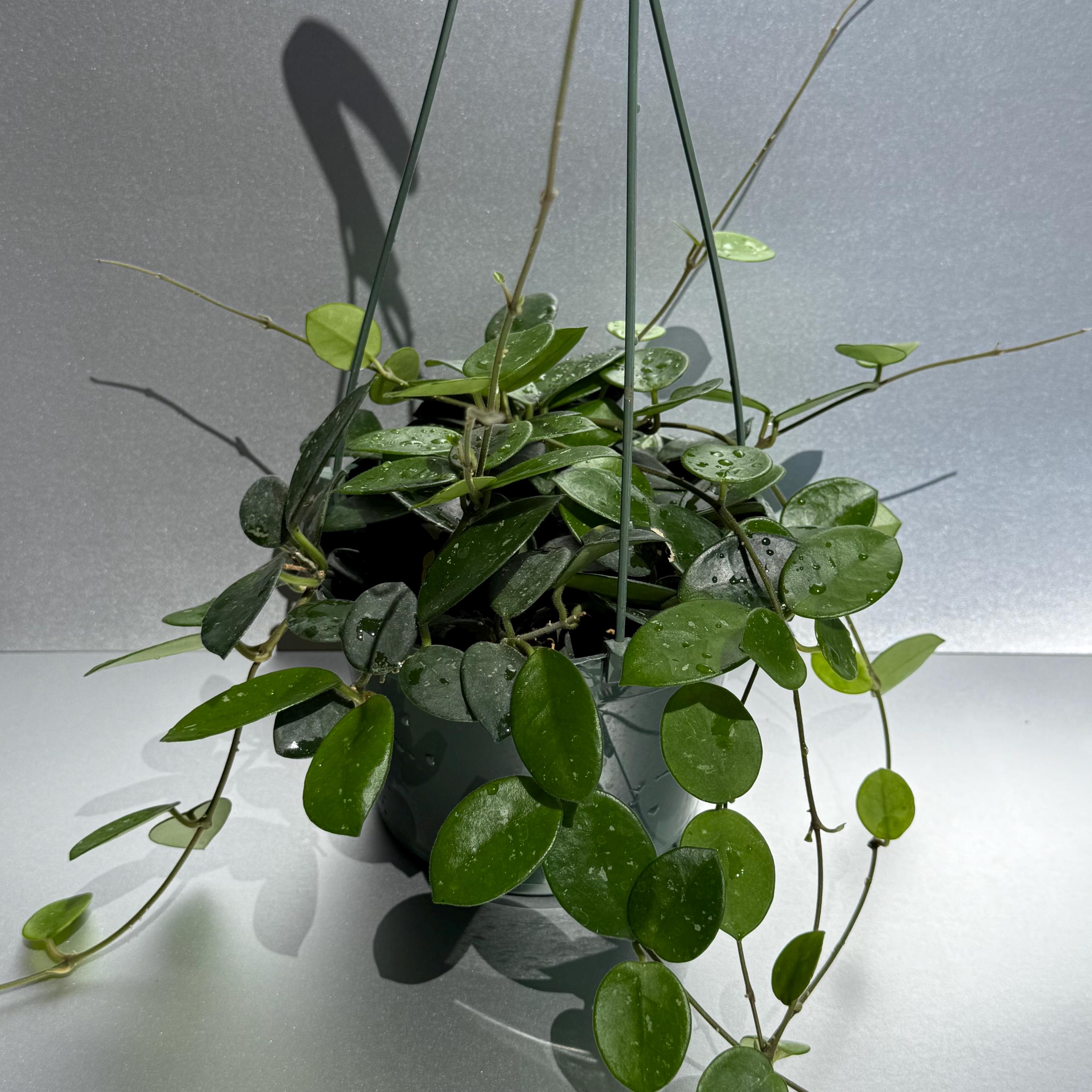 Hoya Mathilde Rooted in 6” Pot / FREE SHIPPING Included / California ...