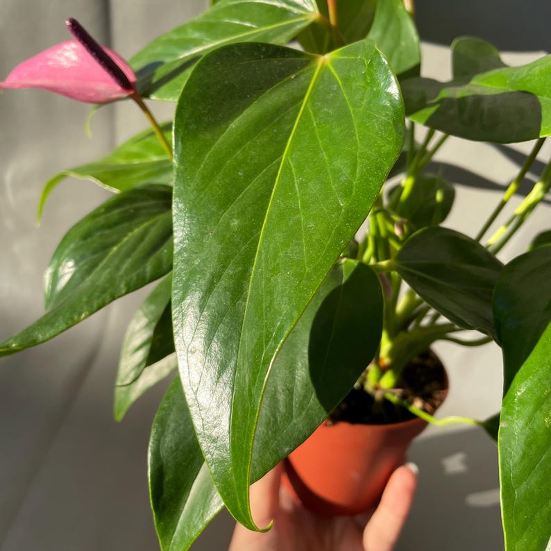 May include: A pink Anthurium plant with a dark purple spathe and large, green leaves. The plant is potted in a brown pot.
