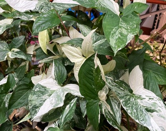 Może przedstawiać: Roślina Syngonium podophyllum o strzałkowatych liściach z nakrapianymi wzorami w kolorach głębokiej leśnej zieleni, jasnej miętowej zieleni i kremowej bieli. Ulistnienie prezentuje mieszankę jednolitych zielonych sekcji oraz białych plamek.