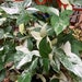 see more listings in the Syngonium section