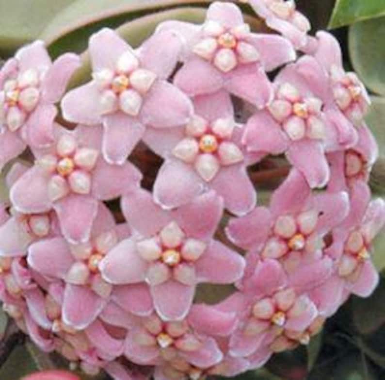 May include: Close-up of a cluster of pink Hoya flowers. Each flower has a star-shaped design with a lighter pink center and a darker pink outer edge. The flowers are in full bloom, showcasing their delicate petals.