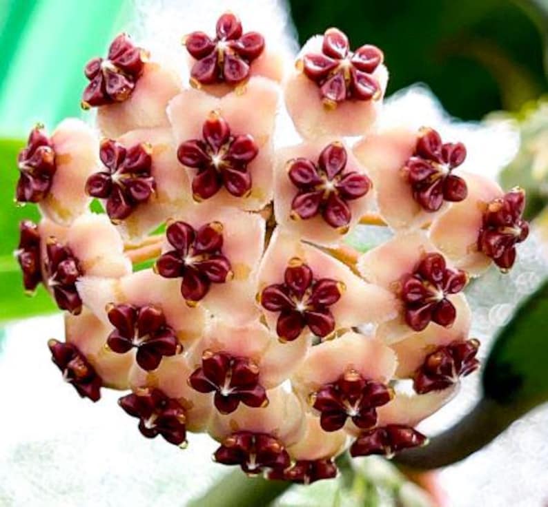Reverse Variegated Hoya Kerrii - Thumbnail 3