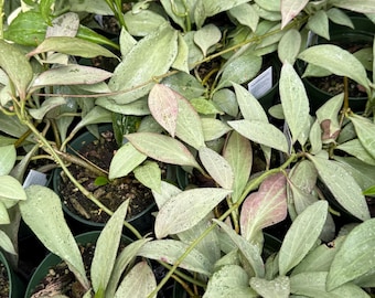 49 ＊ホヤ ＊ Hoya ＊ latifolia ＊ silver leaf Hoya latifolia (silver) – Hoya Cuttings