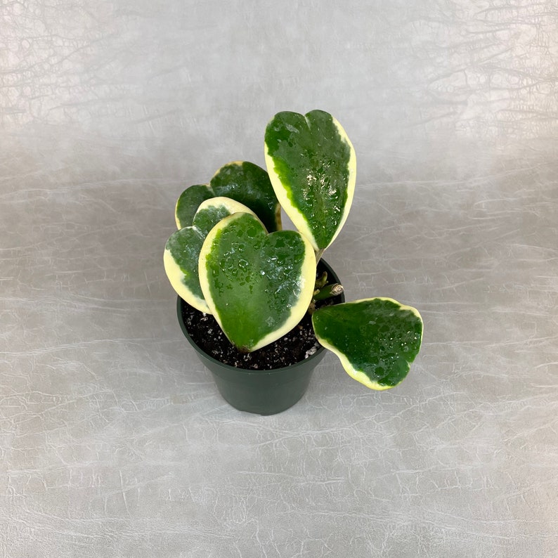 Reverse Variegated Hoya Kerrii - Thumbnail 2
