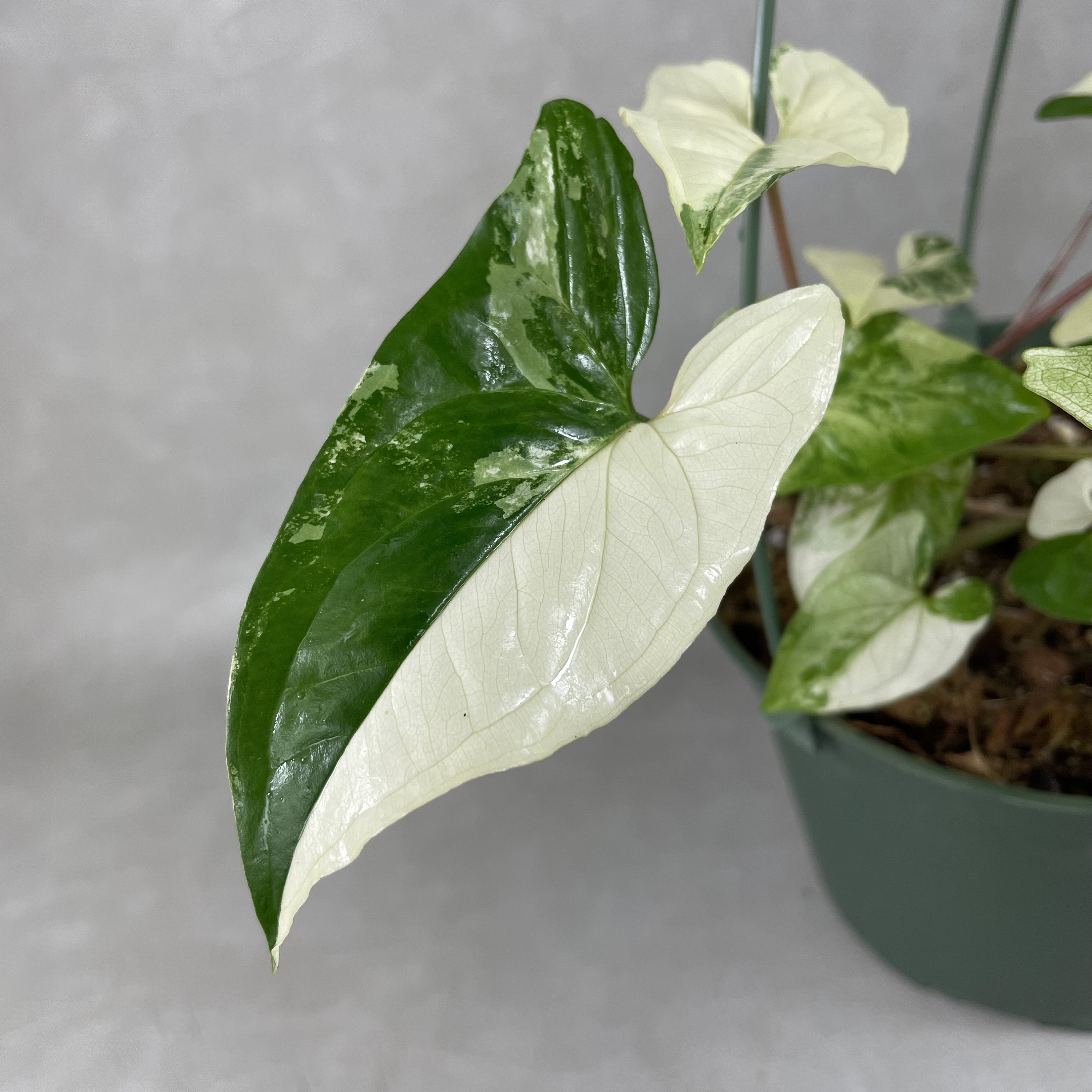 alocasia macrorrhiza splash variegata Alocasia Macrorrhiza Splash main image 0