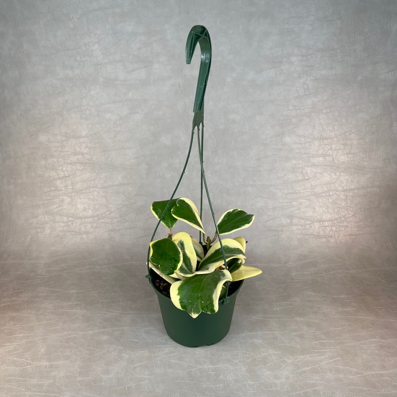 Reverse Variegated Hoya Kerrii - Thumbnail 5