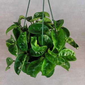 Hoya Carnosa Krinkle 8 / FREE SHIPPING / 2&quot; Pot, 4&quot; Pot & 6&quot; Hanging Pot / California Seller / Air Purifying / Mind Relaxing