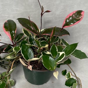 Tricolor Hoya Krimson Queen / FREE SHIPPING / Available in 2" Pot , 4" Pot & 6" Hanging Pot / CA Seller / Air Purifying / Mind Relaxing