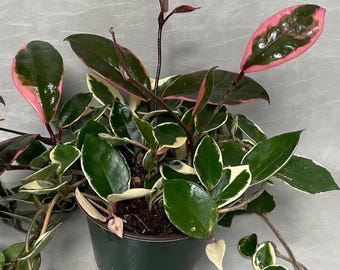 Tricolor Hoya Krimson Queen / FREE SHIPPING / Available in 2" Pot , 4" Pot & 6" Hanging Pot / CA Seller / Air Purifying / Mind Relaxing