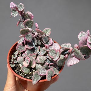 May include: A Ceropegia woodii variegata plant, commonly known as a string of hearts, potted in a terracotta-colored plastic container. The trailing vines feature heart-shaped leaves with variegated patterns of dusty pink, sage green, and silver-white.