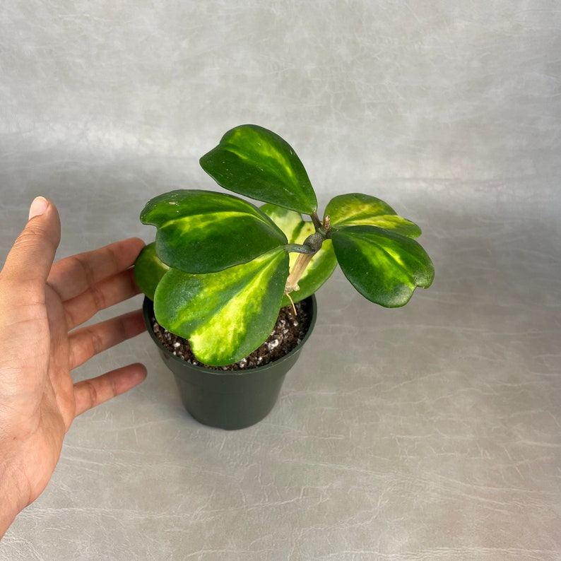 Reverse Variegated Hoya Kerrii - Thumbnail 4