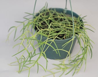 Rare Hoya Linearis / FREE SHIPPING / 6" Hanging Pot / California Seller / Air Purifying / Mind Relaxing