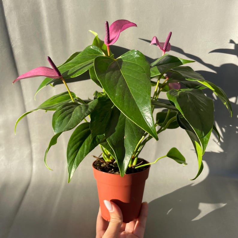 May include: A potted pink Anthurium plant with dark green leaves. The plant is in a terracotta pot.
