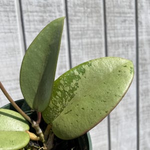 May include: A Hoya plant with thick, succulent-like leaves. One leaf is solid light green, while the other displays variegated patterns of creamy white and light green with a subtle reddish tint along the smooth, rounded leaf edges.