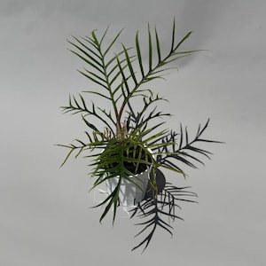 Philodendron Tortum / 4” Pot / Fully Rooted / California Seller / FREE SHIPPING
