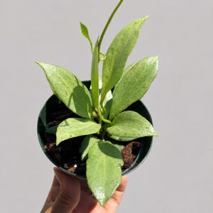 May include: A Hoya plant with elongated, pointed, light green leaves featuring subtle dark green speckling. The plant is potted in a dark circular container filled with dark brown soil, showcasing a central stem extending upward with new growth.