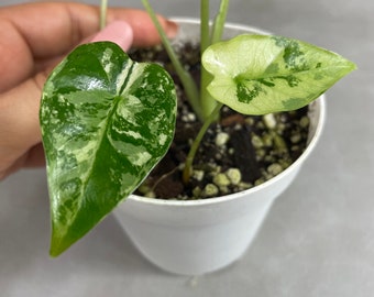 Variegated Frydek in 4”  Pot with Babies / This Exact Plant for Sale / FREE Shipping / Not From tc / CA Seller / CLEARANCE Sale / 41517
