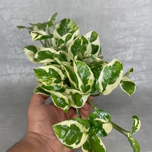 Pothos NJoy in 4” Pot / Ships FREE from CA / Live Plant Gift / Air Purifying / Mind Relaxing