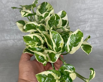 Pothos NJoy in 4” Pot / Ships FREE from CA / Live Plant Gift / Air Purifying / Mind Relaxing