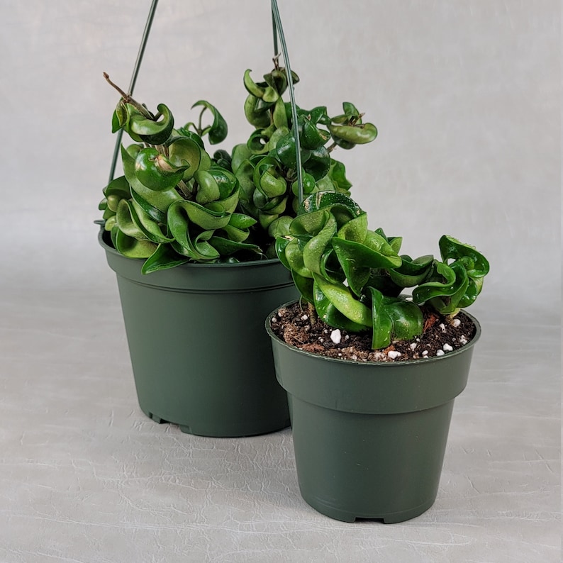 May include: Two green potted Hoya plants. One is a hanging plant, and the other is a smaller potted plant. The Hoya plants have thick, curly, green leaves. The pots are dark green and sit on a light gray surface.