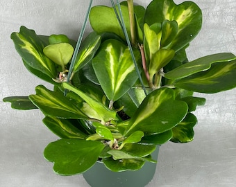 Reverse Variegated Hoya Kerrii 'Sweetheart Hoya' FREE Shipping Available in 4" Pot & 6" Hanging Pot / Air Purifying / Mind Relaxing