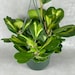 see more listings in the Hoya section