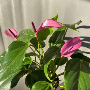 May include: A pink Anthurium plant with dark green leaves. The plant has several pink flowers with purple spathes.