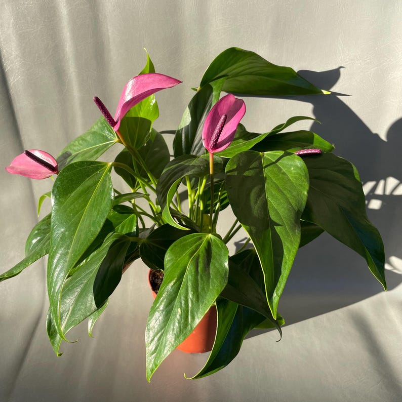 PlantyCrew Anthurium Andraeanum