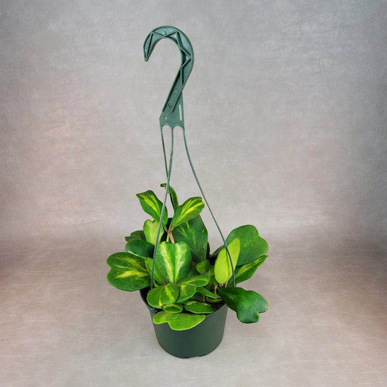 Reverse Variegated Hoya Kerrii - Thumbnail 5