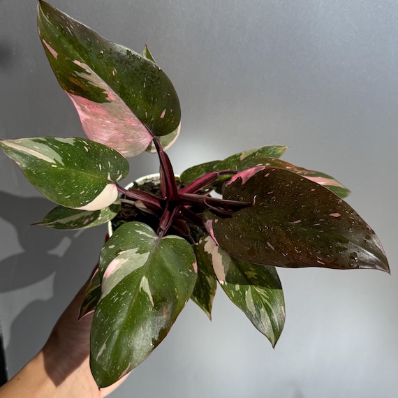 Philodendron 'Pink Princess Marble' 4"