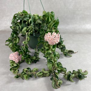 Hoya Hindu Rope / FREE SHIPPING / Hoya Carnosa Compacta / 2" Pot, 4" Pot & 6" Hanging Pot / CA Seller / Air Purifying / Mind Relaxing
