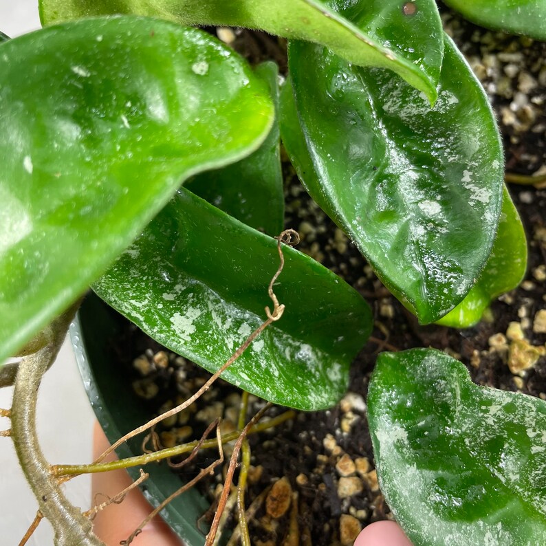 6 Super Splashy Hoya Krinkle 8 Rooted in Hanging Pot / FREE Ship / Exact Plant / CA Seller / Air Purifying / Mind Relaxing / 37450 image 8