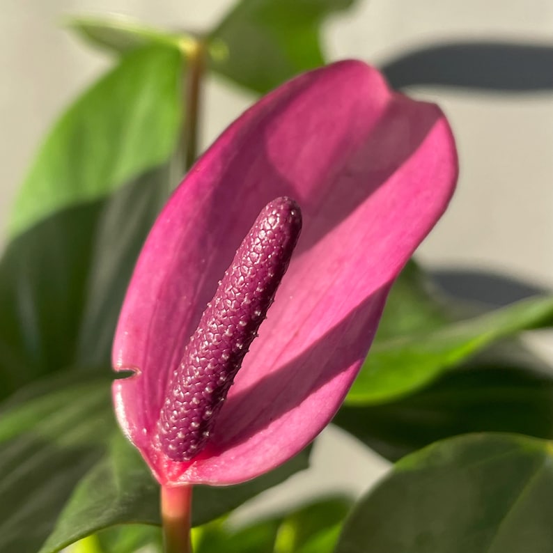 PlantyCrew Anthurium Andraeanum - Thumbnail 2