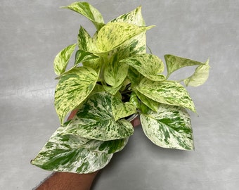 4” Snow Queen Pothos Live Plant / FREE PRIORITY SHIPPING / High Variegation Marble Queen / Air Purifying / Mind Relaxing