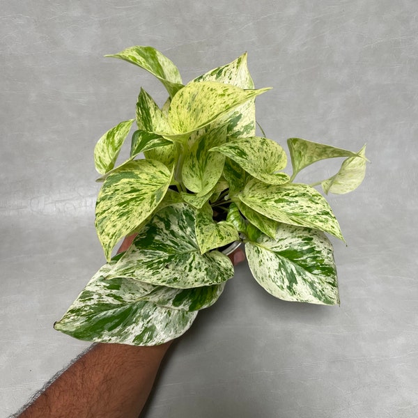 4” Snow Queen Pothos Live Plant / FREE PRIORITY SHIPPING / High Variegation Marble Queen / Air Purifying / Mind Relaxing