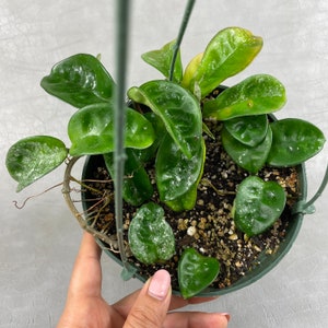 6 Super Splashy Hoya Krinkle 8 Rooted in Hanging Pot / FREE Ship / Exact Plant / CA Seller / Air Purifying / Mind Relaxing / 37450 image 2