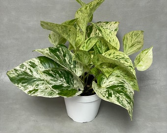 4” Marble/Snow Queen Pothos Live Plant / FREE PRIORITY SHIPPING / High Variegation Marble Queen / Air Purifying / Mind Relaxing
