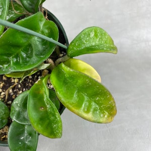 6 Super Splashy Hoya Krinkle 8 Rooted in Hanging Pot / FREE Ship / Exact Plant / CA Seller / Air Purifying / Mind Relaxing / 37450 image 6