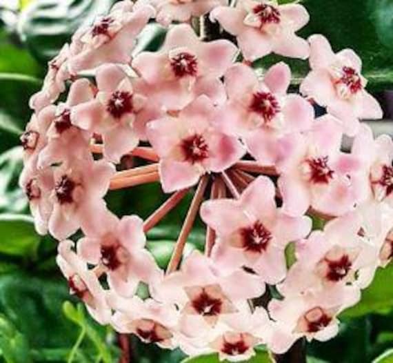 Hoya Carnosa Krinkle 8 / FREE SHIPPING / 2