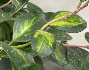 Variegated Hoya Obovata / 4” Pot & 6" Hanging Pot / FREE Shipping / California Seller / Air Purifying Houseplant