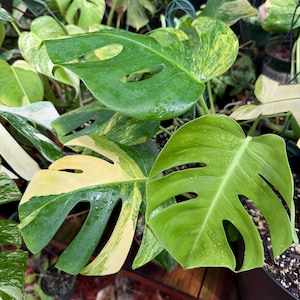 Variegated Monstera Aurea Cutting / No Leaf Cuttings / FREE Shipping Included / CA Seller