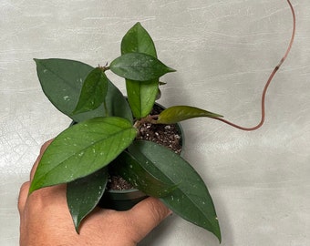 Hoya Fungii x Publicalyx RHP Rooted in Pot / 2” Pot, 4” Pot, and 6” Hanging Pot / Free SHIPPING / CA Seller / Air Purifying / Mind Relaxing