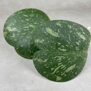 Splashy Hoya Kerrii / Sweetheart Hoya / One Node with One Leaf Cutting / FREE Priority Shipping / CA Seller / Air Purifying / Mind Relaxing