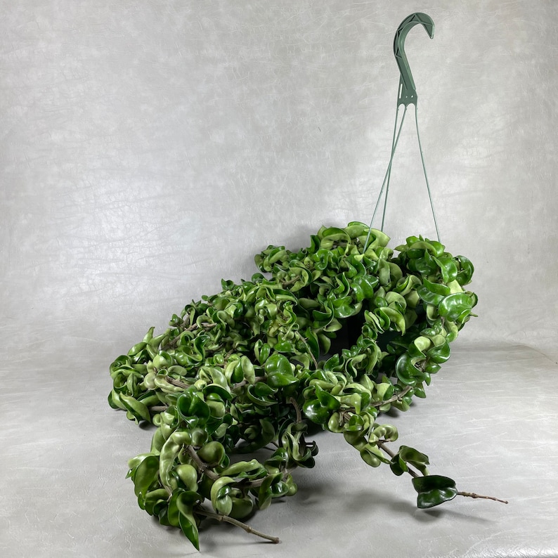 May include: A hanging Hoya carnosa compacta plant, also known as a Hindu rope plant, with tightly curled, green leaves. The plant is suspended by a green plastic hanger against a neutral gray background. The leaves have a unique, textured appearance.