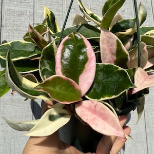 May include: A hanging Hoya carnosa Krimson Queen plant featuring waxy, variegated leaves with deep green centers and creamy white to soft pink margins. The foliage is thick and pointed, displaying a mix of dark green, white, and light pink tones.