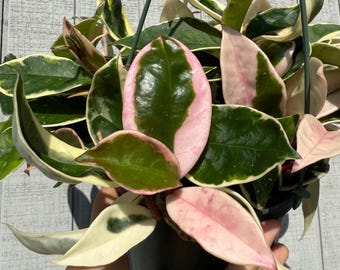 Hoya Carnosa Exotica - Tricolor - Variegated Hoya - Tropical