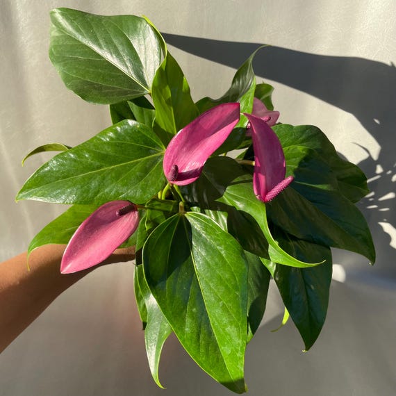 Anthurium Purple Andraeanum / 4" Pot / CA Seller / Air Purifying Plant / FREE SHIPPING
