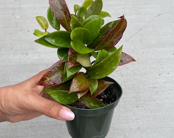 Beautiful Hoya sunrise in 2”, 4” & 6” Hanging Pot  / Fully Rooted / FREE Shipping / California Seller